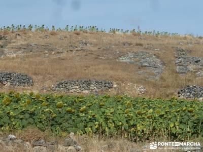 Cañones del Río Cega y  Santa Águeda  – Pedraza;rutas rascafria senderismo hoces del duraton